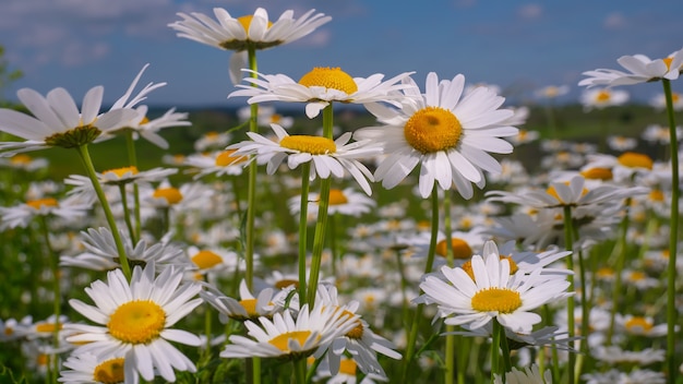 Bloomed chamomile flowers on a field