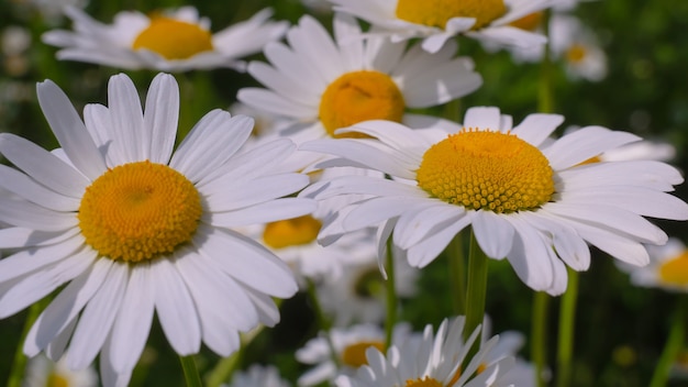 Bloomed chamomile flowers on a field