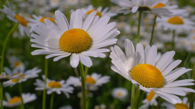 Bloomed chamomile flowers on a field