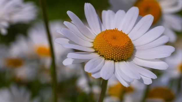 Bloomed chamomile flowers on a field