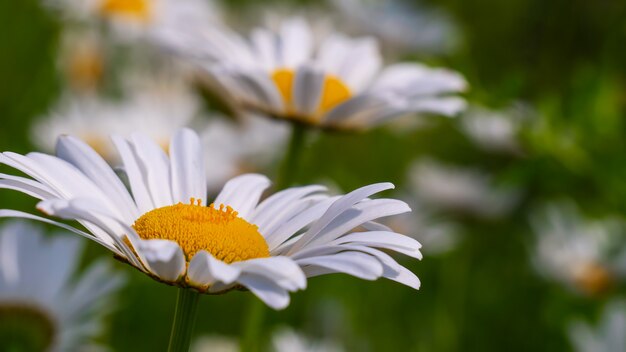 Bloomed chamomile flowers on a field