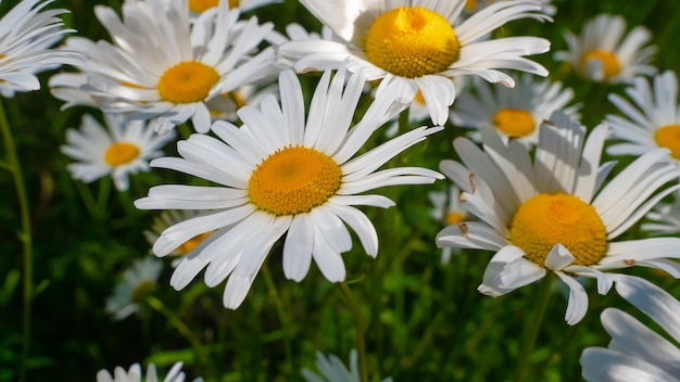 Bloomed chamomile flowers on a field