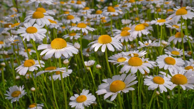 Bloomed chamomile flowers on a field