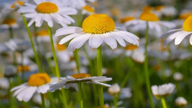 Bloomed chamomile flowers on a field