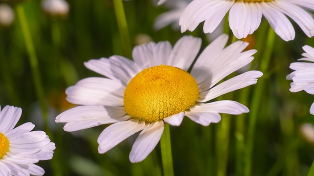 Bloomed chamomile flowers on a field