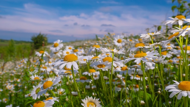 Bloomed chamomile flowers on a field