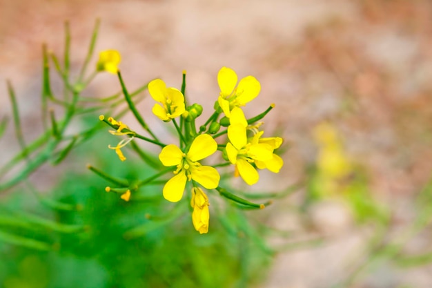 Bloomed mustard flowers closeup views on the fields