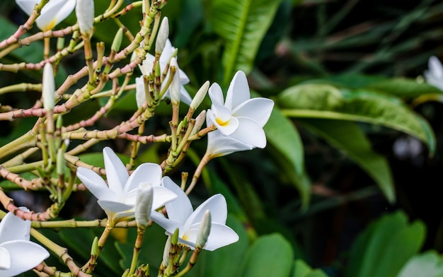 Bloomed plumeria flowers and buds on a branch with copy space in the garden