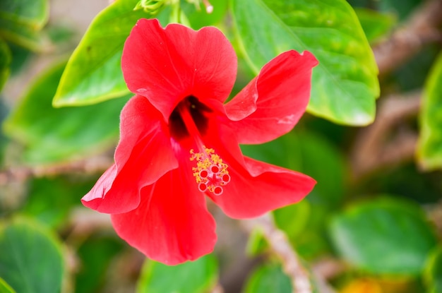 Bloomed red flower carcade Egypt Sharm El Sheikh