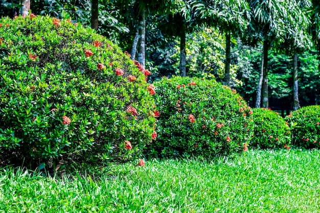 Bloomed red ixora flowers in the botanical garden