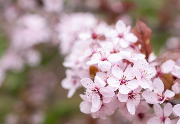 무료 복사 공간이 있는 흐릿한 배경이 있는 봄철 블루미그 핑크 꽃 체리
