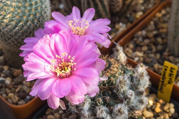 Bloomimg roze cactus bloem genaamd Lobivia