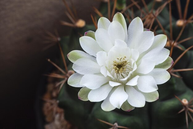 Цветение белоцветного кактуса Gymnocalycium