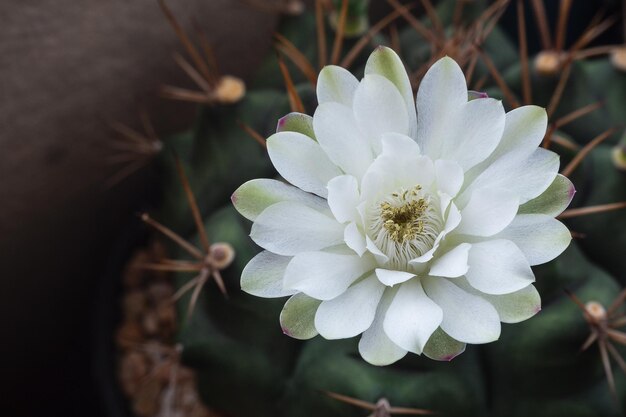 Bloomimg of white flower gymnocalycium cactus