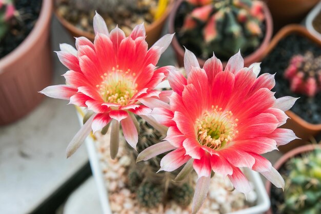 Blooming 2tone flower of Lobivia cactus