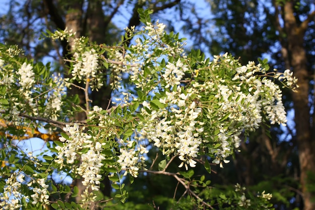 夏の屋外で咲くアカシアの木。白い花。