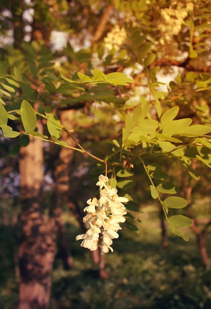 Blooming acacia tree at summer outdoors. White flowers.