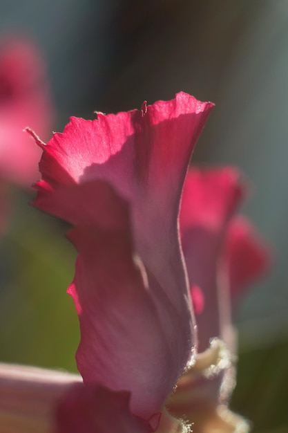 Фото Цветущий цветок адениума крупным планом. адениум сомалийский. суккулент цветет.