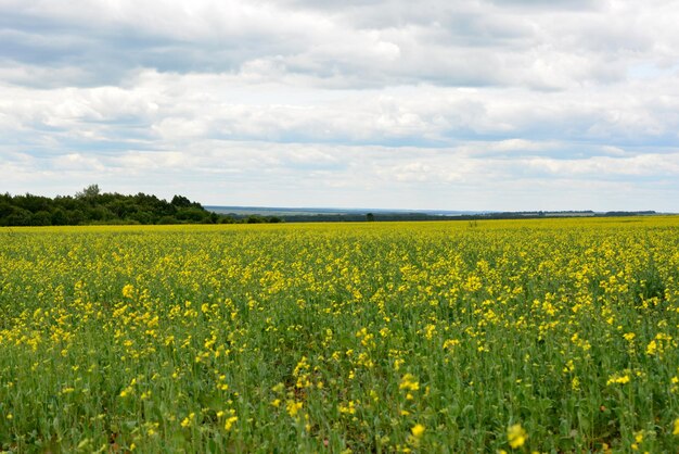 菜の花の黄色い花が咲く農地コピースペース