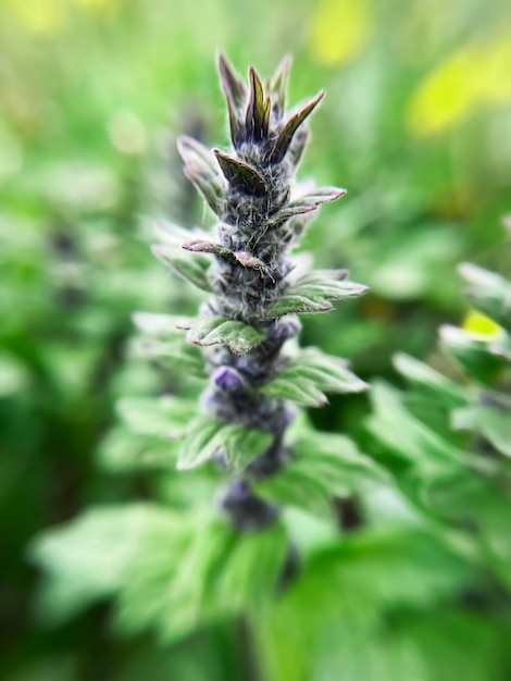 blooming Ajuga genevensis plant close up