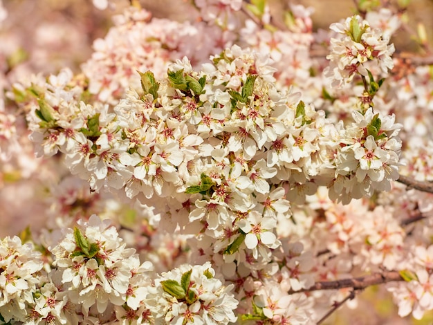 Blooming almond in the park.