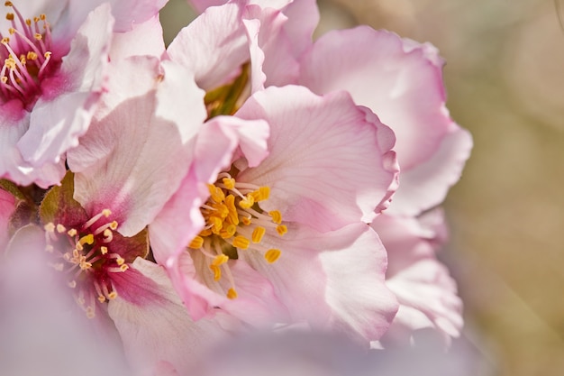 Blooming almond tree flowers close up
