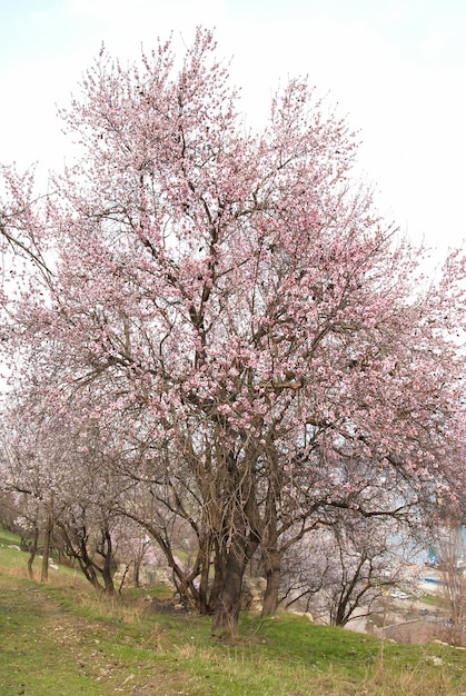 Blooming almond tree with white pink flowers