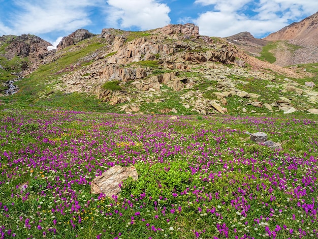 Blooming alpine meadow. alpine green summer meadow with blooming purple flowers. alpine highlands. blooming meadow of the highlands