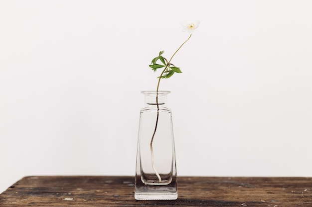 白い壁に対して素朴な木製の背景に咲くアネモネ ガラスの花瓶の静物画の春の花