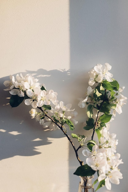 Blooming apple branch in evening sunlight against white wall Delicate flowers close up in warm sunshine atmospheric image Spring still life Simple countryside living home decor