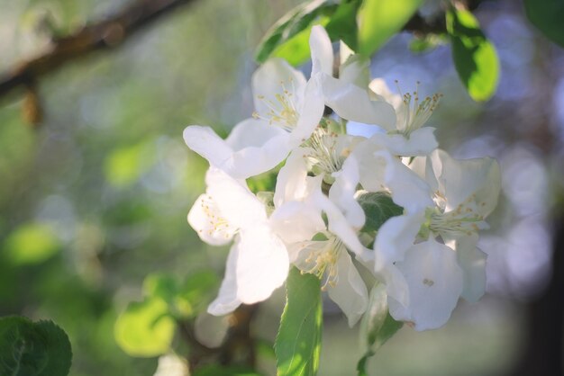 цветущий яблоневый сад весна фон ветки деревья цветы природа