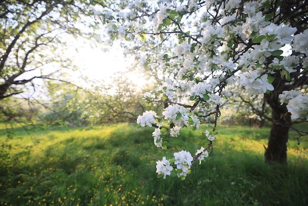 blooming apple orchard spring background branches trees flowers nature