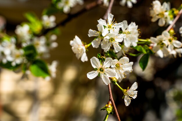 blooming apple tree on blurred greenery