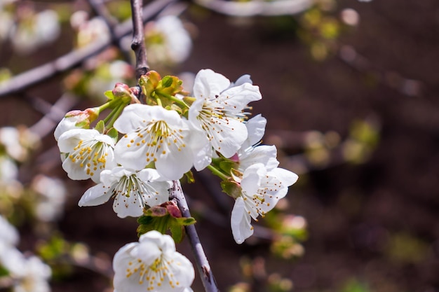 Blooming apple tree on a blurred natural background Selective focus High quality photo