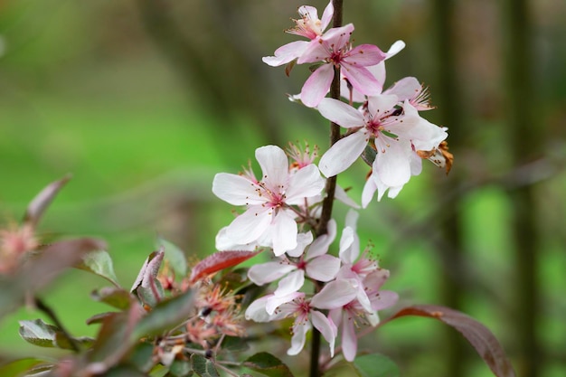 Blooming apple tree on a blurred natural background selective focus