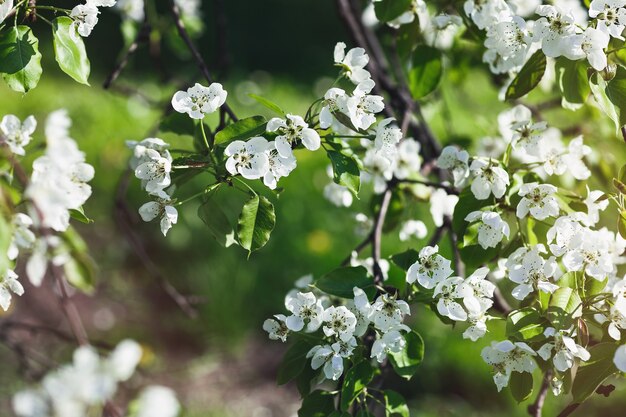 Blooming apple tree branch, early spring concept