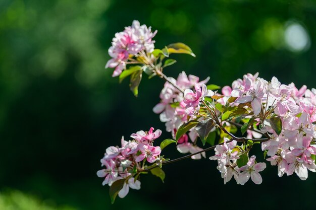 春の日にピンクの花びらと咲くリンゴの木の枝