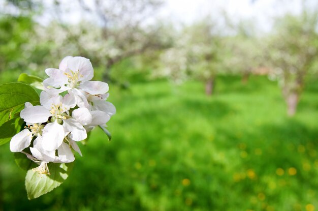 Blooming apple tree branch