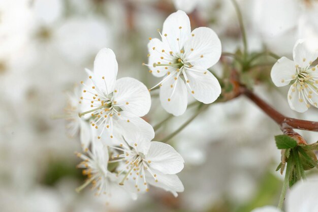 Blooming apple tree closeup Selective focus Spring Background for a postcard