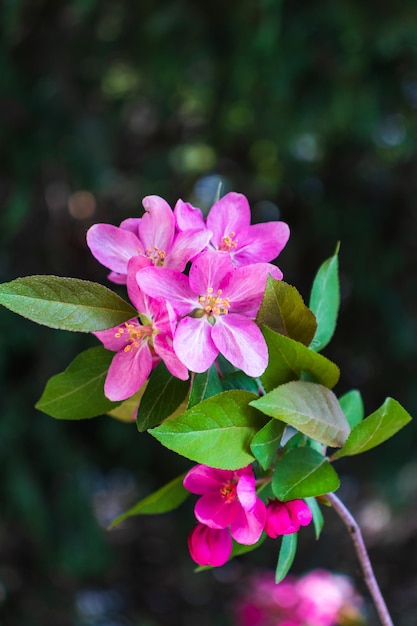 Blooming apple tree closeup Springholiday