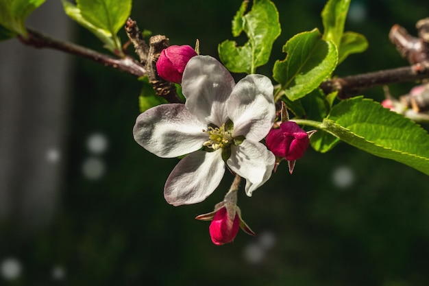 Blooming apple tree in the garden Spring seasonal of growing plants Gardening concept