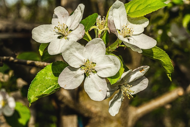 Blooming apple tree in the garden Spring seasonal of growing plants Gardening concept