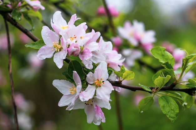 緑の背景に咲くリンゴの木。雨滴と果樹の枝に白い春の花。