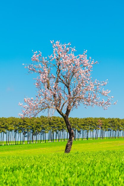 Blooming apple tree in a green field