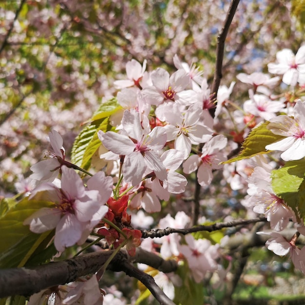 Цветущая яблоня Malus на заднем плане в саду