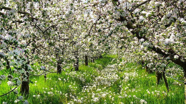 Photo blooming apple tree in orchard in spring against sunny day in nature outdoors