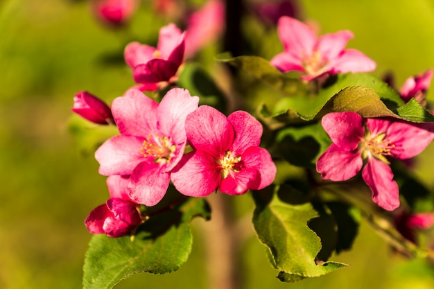 Blooming apple tree, pink flowers, against green  background,  springtime.