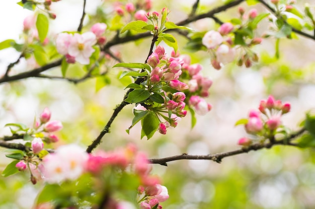 Blooming apple tree in spring after rain