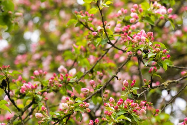 Blooming apple tree in spring after rain