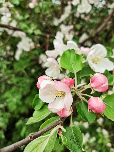 Primo piano di melo in fiore in primavera